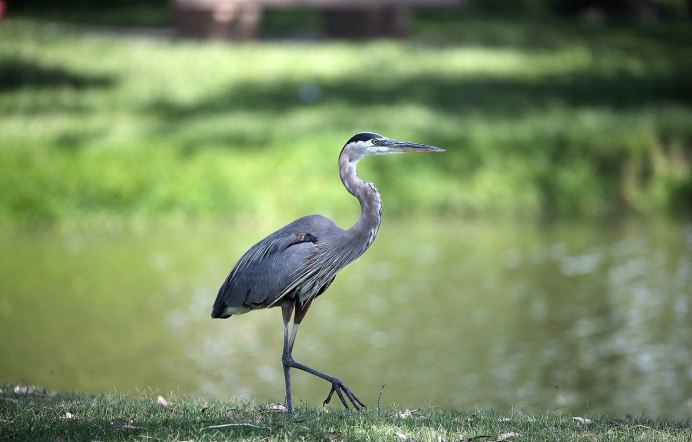 Птицы Флориды фото и названия
