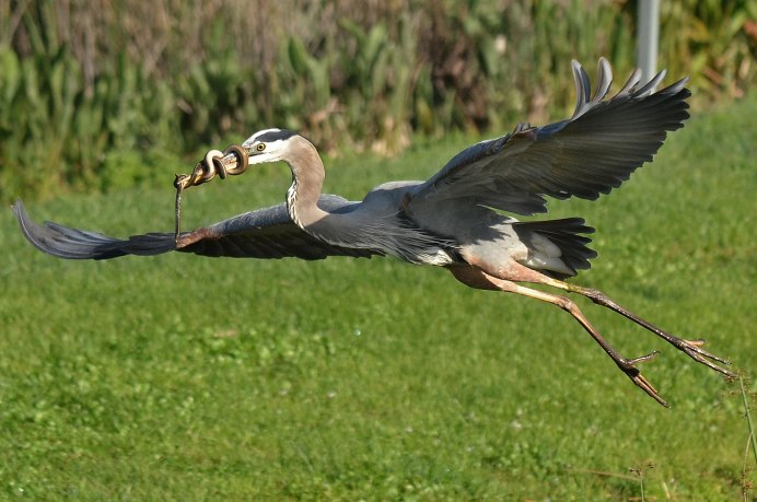 Птица секретарь на охоте
