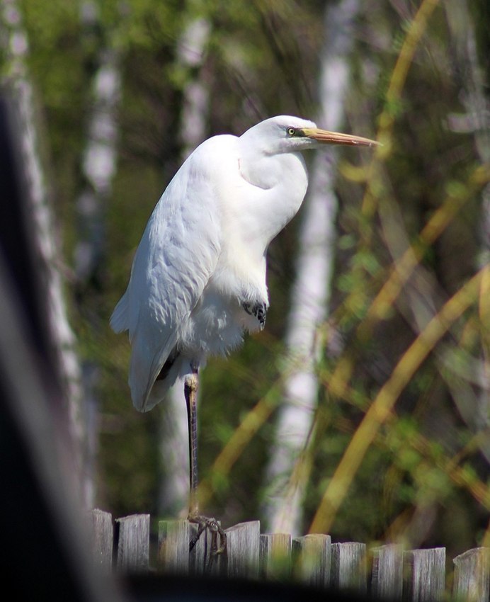 Австралийская цапля