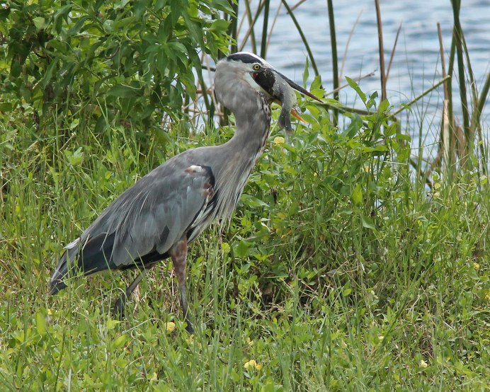 Самая большая цапля