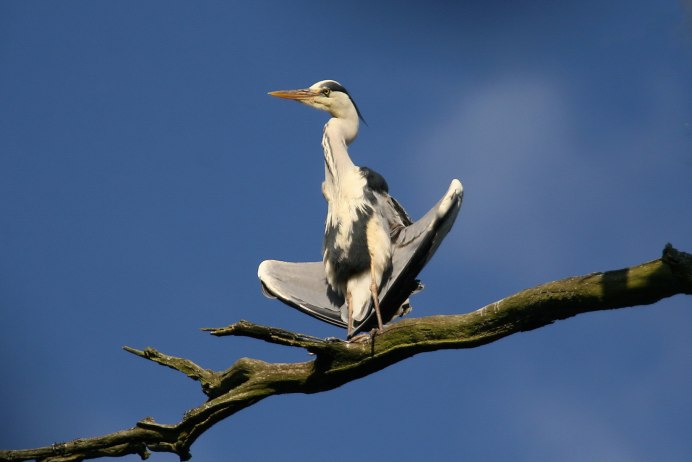 Изящные птицы