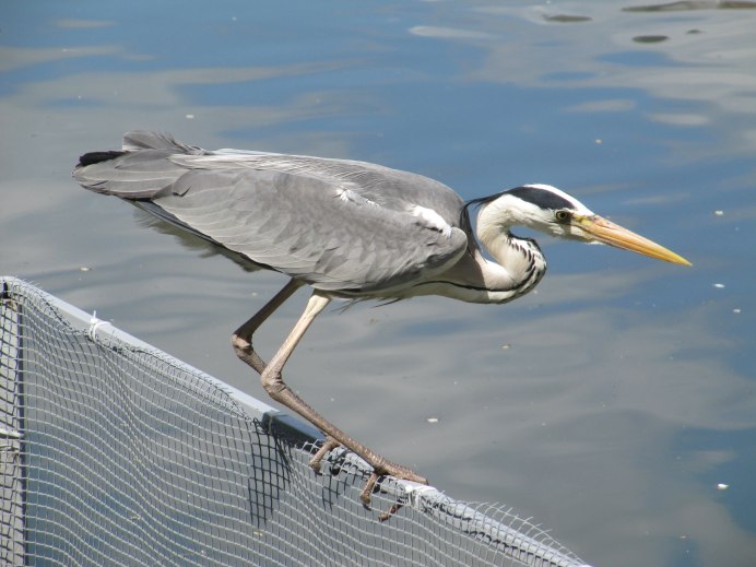 Цапля ноги длинные длинные