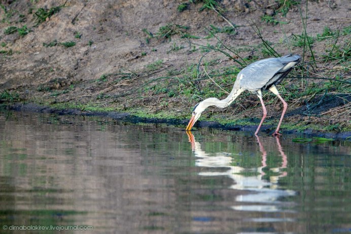 Цапля прикол