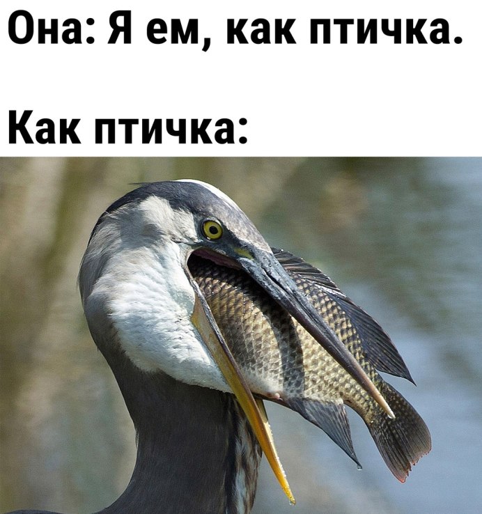 Цапля Болотная в полете