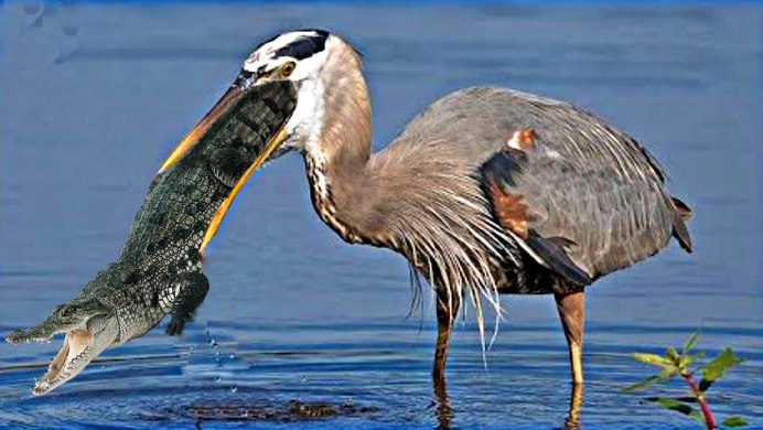 Смешная цапля