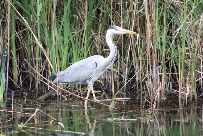 Птенец голубой Цапли
