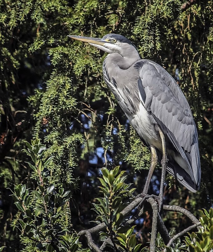 Цапля парк Кирова Ижевск