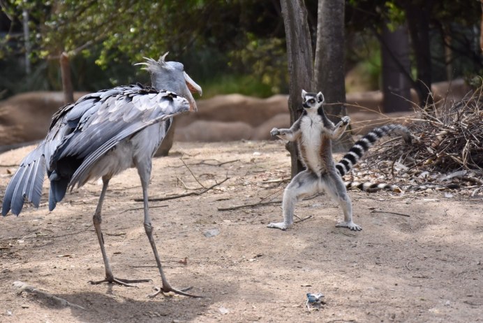 Цапля прикол