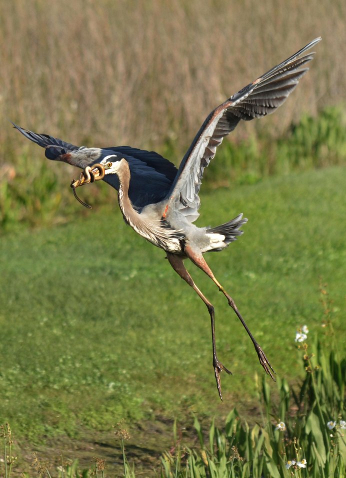 Серая цапля в Ленинградской области