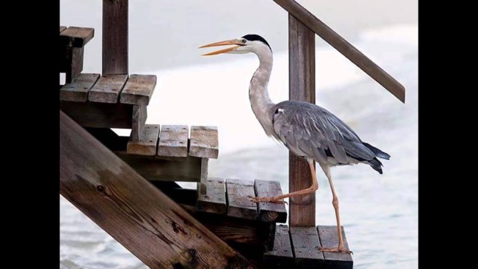 Blue Herons перевод на русский