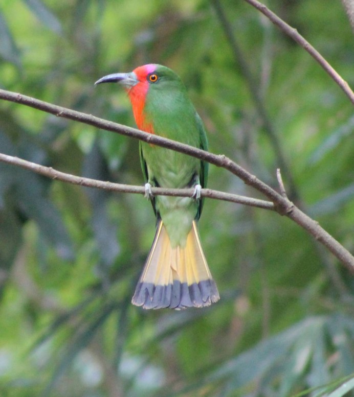 Nyctyornis amictus