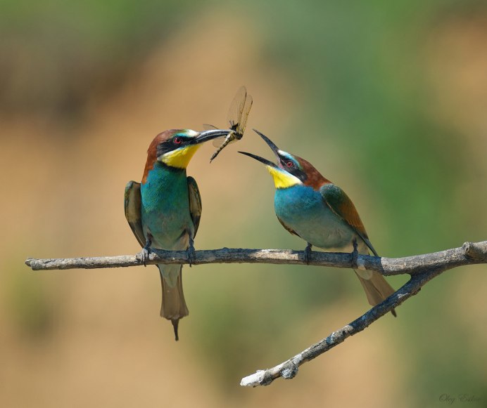 Asian Green Bee-Eater