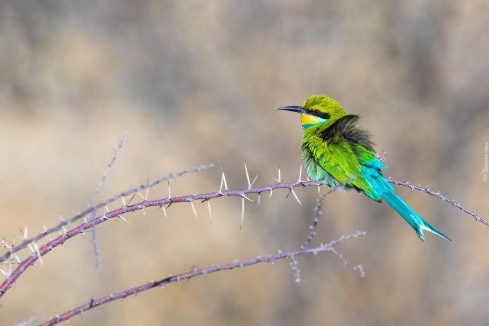 European Bee-Eater (merops apiaster)