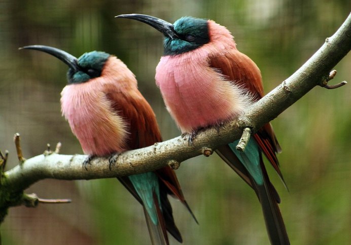 Синехвостая пчелоедка (merops philippinus)