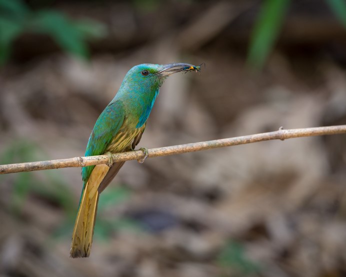 Nyctyornis amictus