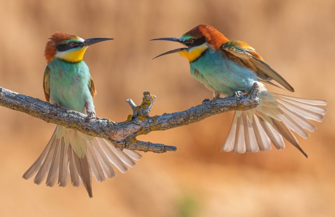 Merops malimbicus