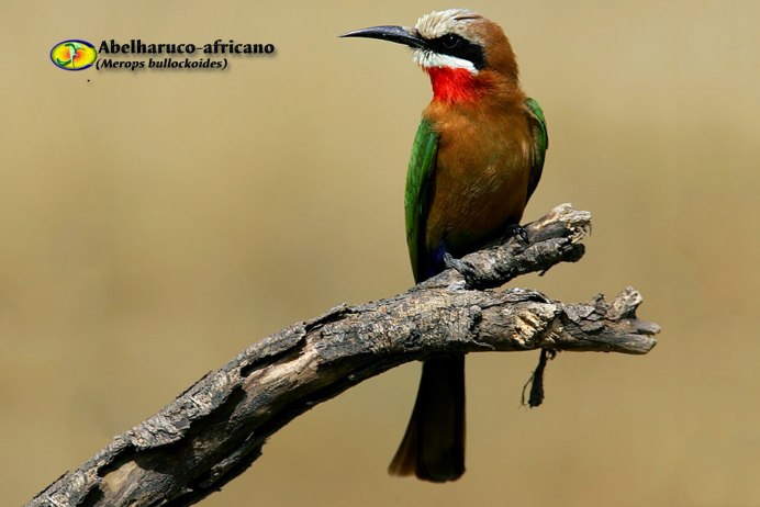 White-Fronted Bee-Eater