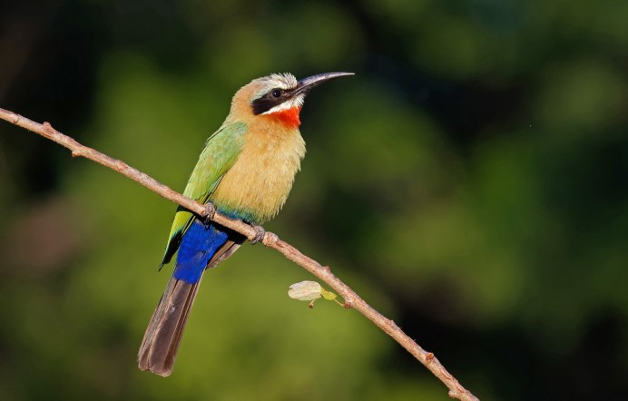 Merops persicus