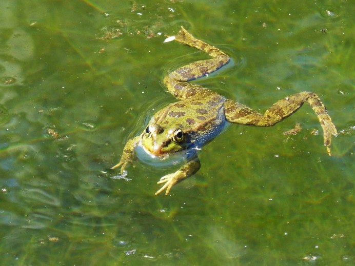 Лягушка плавает в воде