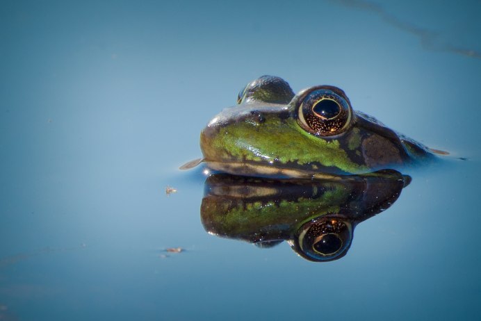 Жаба выглядывает из воды