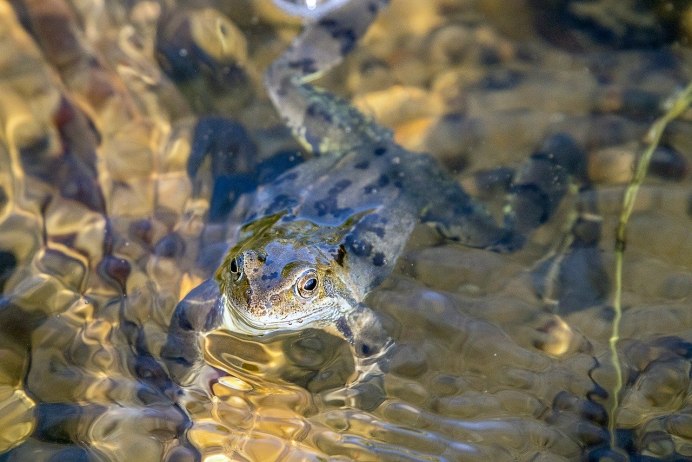 Лягушка плавает в воде