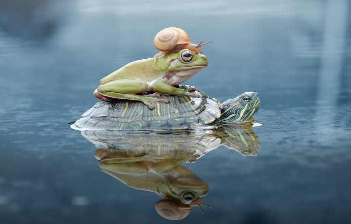 Лягушонок и черепаха