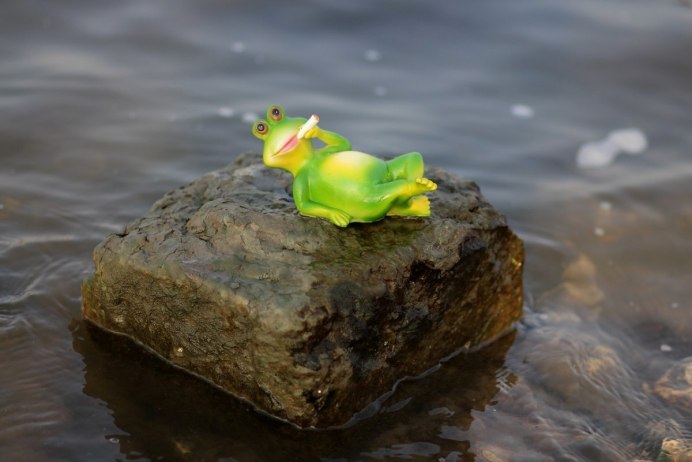 Жаба в воде
