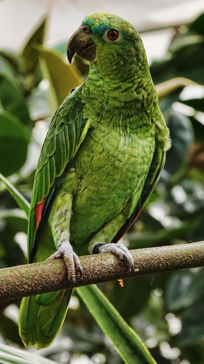 Попугаи зеленые