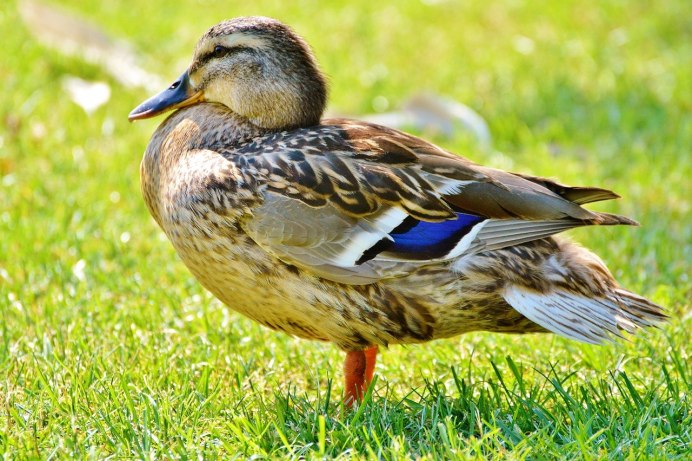 Mallard птица