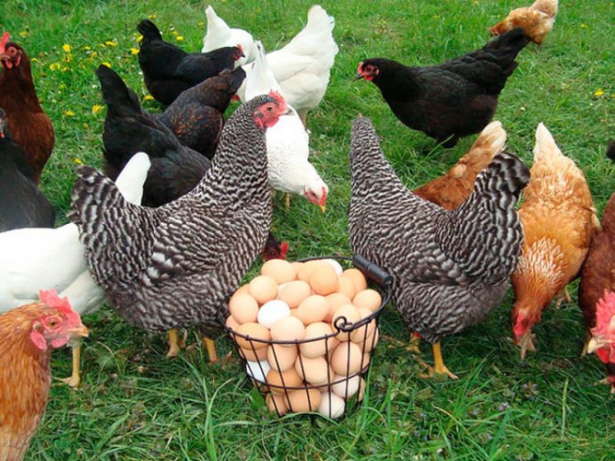Куры несушки яичной породы