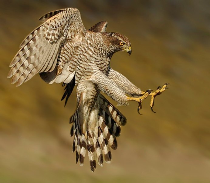 Hawk in miyagido