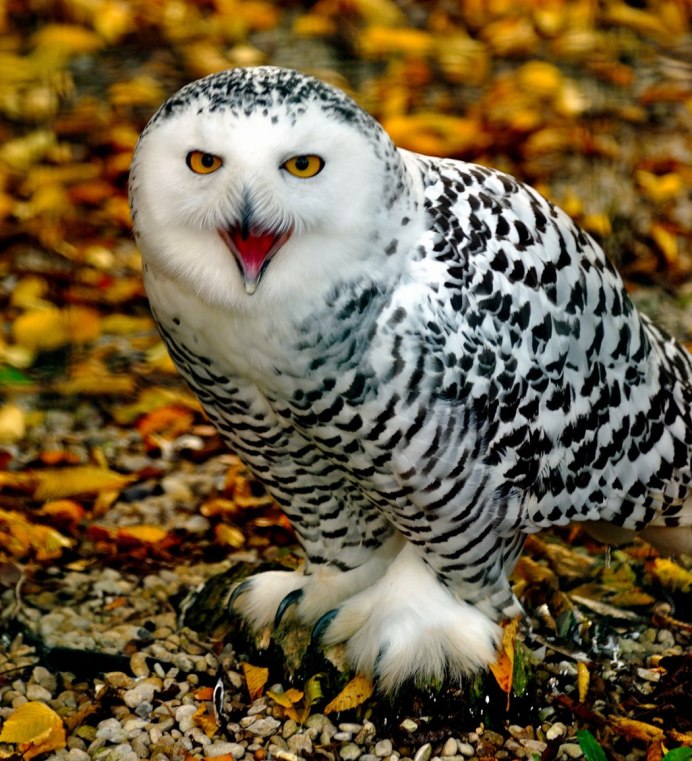 Сова с глазами космос