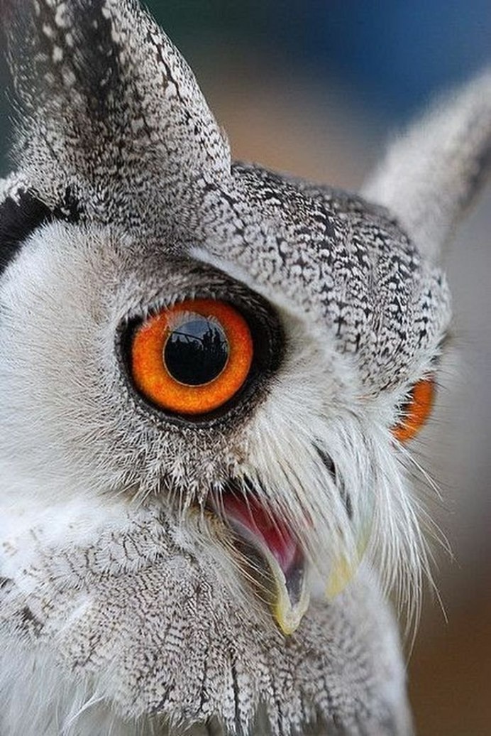 Евразийский Филин (Eurasian Eagle Owl, Bubo Bubo)