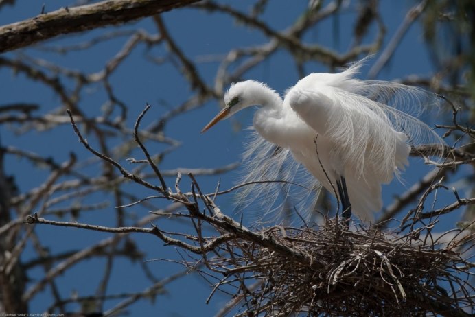 Egretta Alba