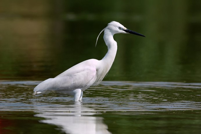 Egretta Alba
