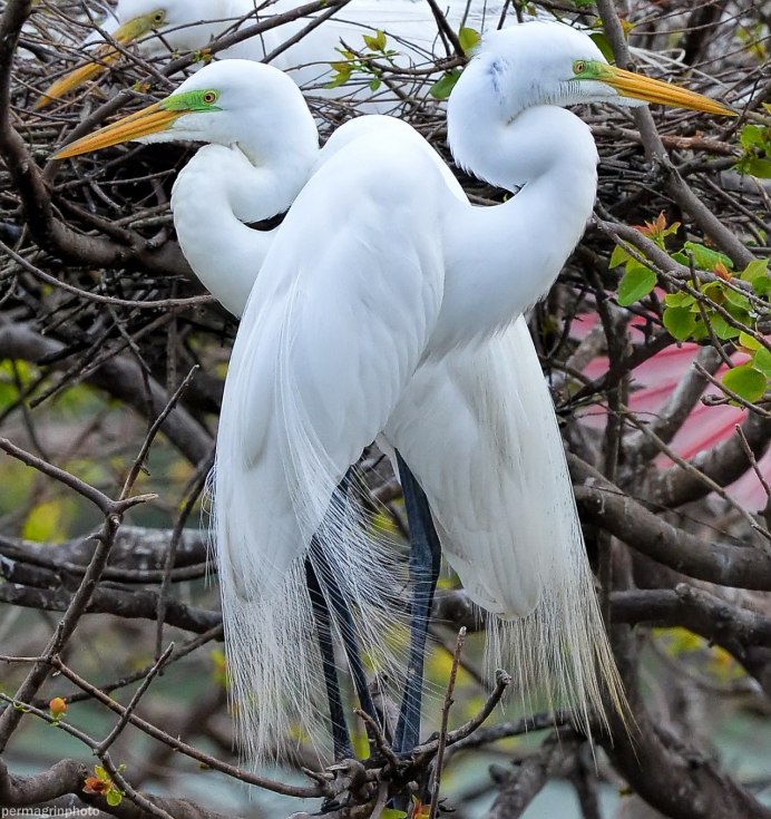 Большая белая цапля (Ardea Alba)