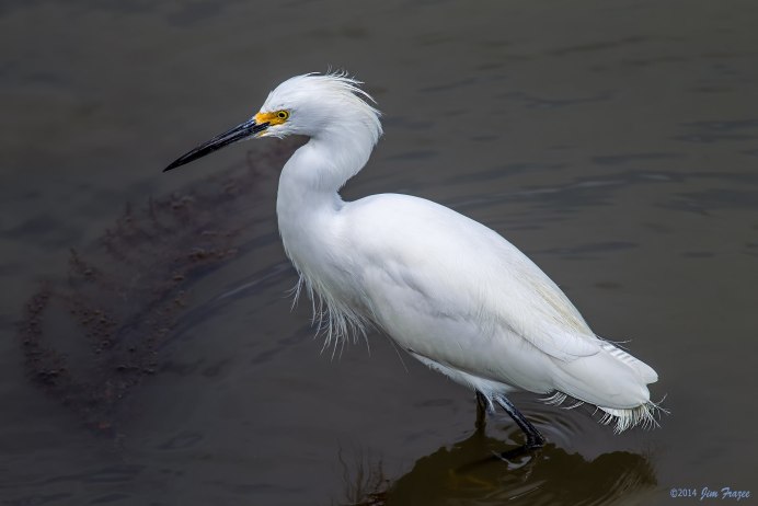 Малая белая цапля Egretta garzetta