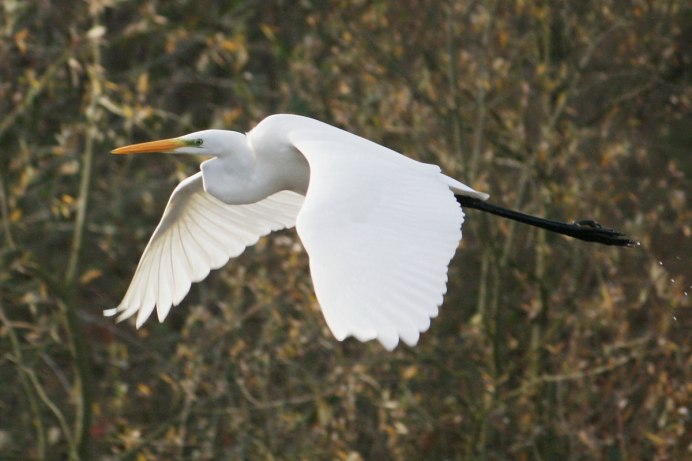 Белая американская цапля Egretta Thula