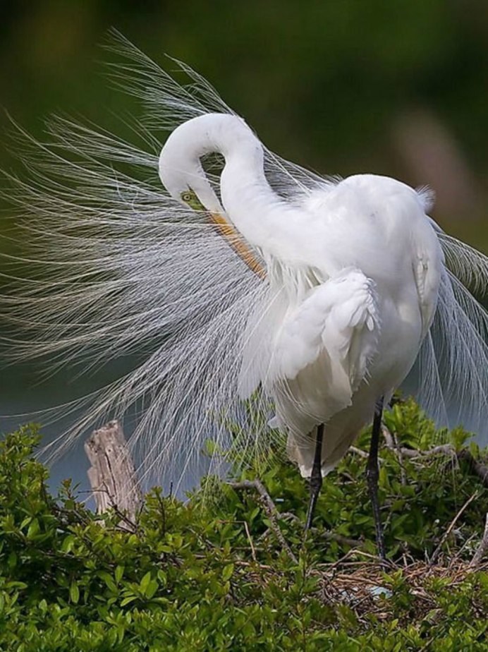 Большая белая цапля (Ardea Alba)