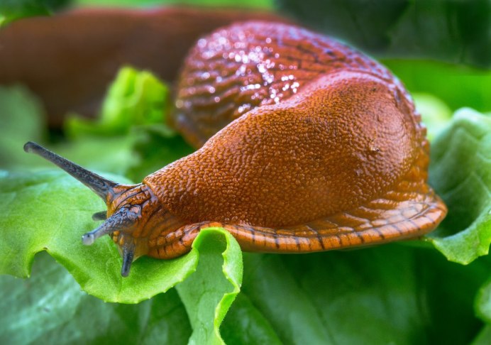 Arion lusitanicus слизняки