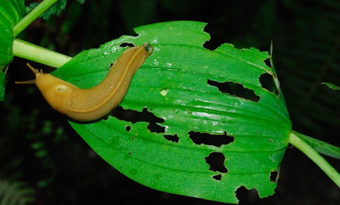 СЛИЗЕНЬ Arion lusitanicus