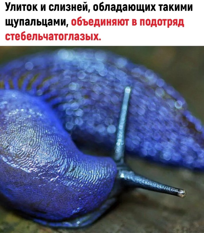 Улитки вредители