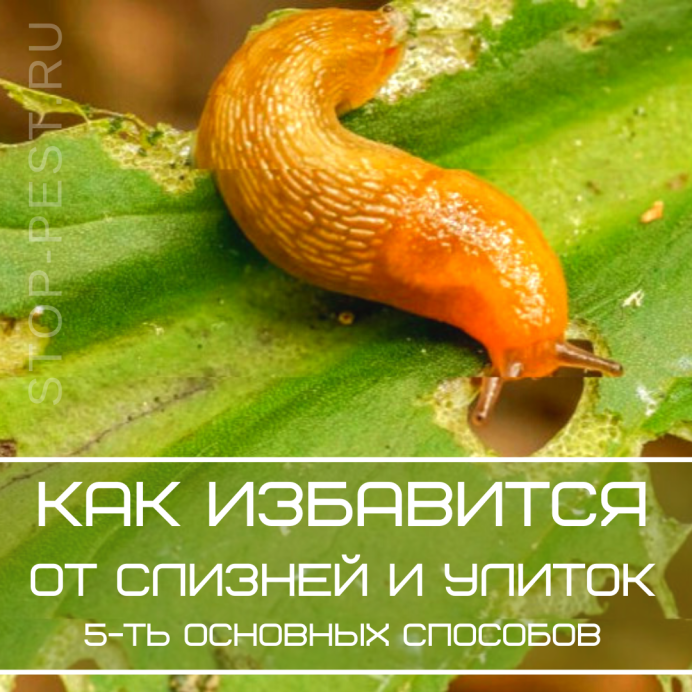 Лесной СЛИЗЕНЬ