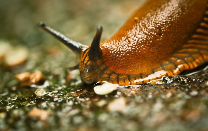 СЛИЗЕНЬ Limax Maximus леопардовый