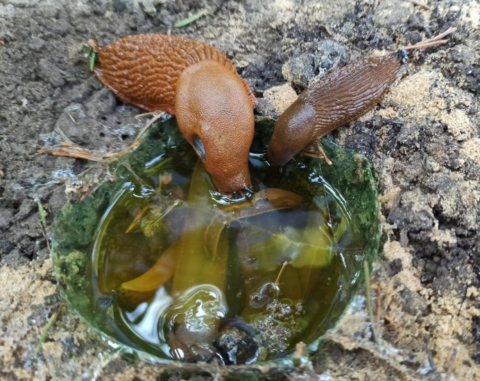 Мокрица СЛИЗЕНЬ