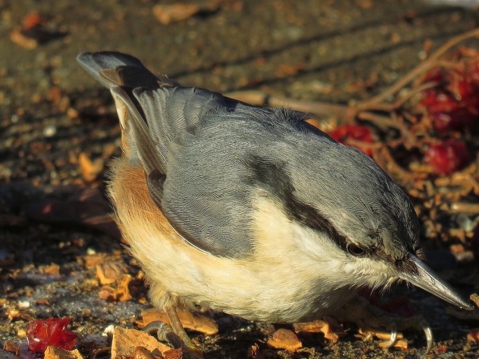 Поползень (Sitta europaea