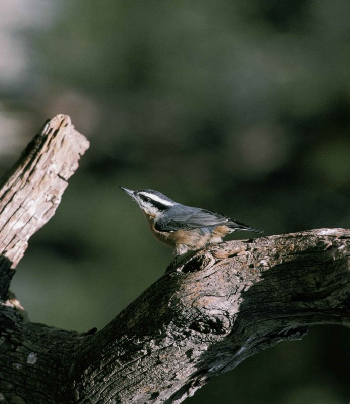 Nuthatch Bird