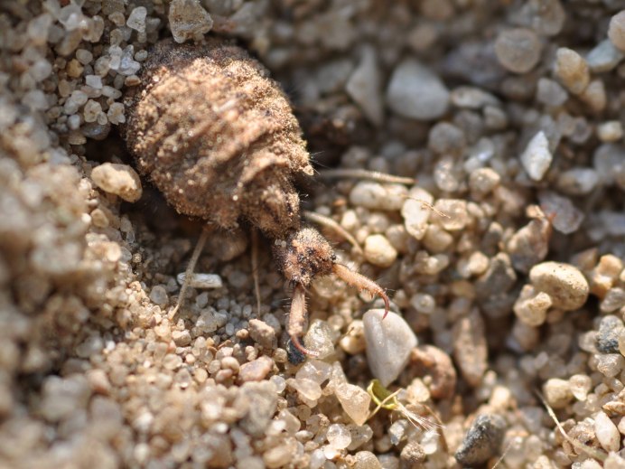 Myrmeleon formicarius личинка