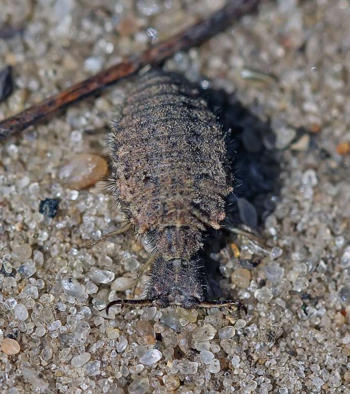 Antlion Larva