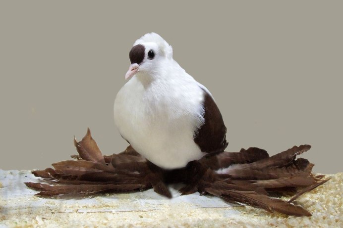 Бойные двухчубые голуби